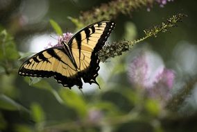 Macro photo of butterfly on a plant in the wildlife