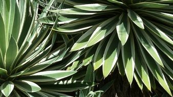 clusters green foliage