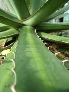 agave, prickly leaves