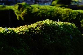green moss forest sun light