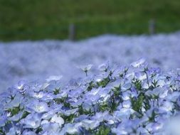 Blue nemophila flowers in the park close-up on blurred background