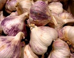 white purple garlic heads