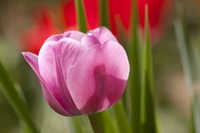 Pink tulip in the sunlight