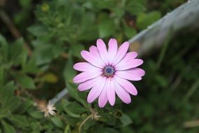 delightful daisy purple flowers