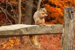 squirrel tail bushy