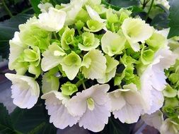 white hydrangea plant closeup