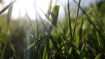 Picture of grass field