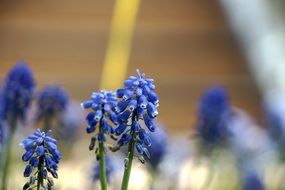 muscari, blue inflorescences close up