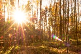 Colorful and bright autumn sun in the beautiful forest with colorful plants