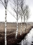 birch along the swamp