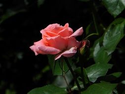 Beautiful pink romantic rose