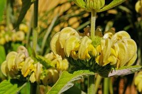 lamiaceae plant with flowers