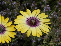 yellow daisies with purple core close-up
