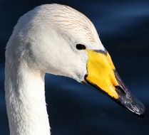 whooper swan water bird macro