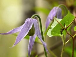 bowed purple clematis flowers