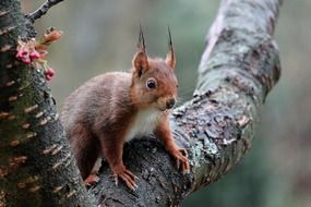 squirrel with oblong ears on a tree