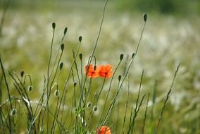 closeup photo of delicate red poppy flowers in the field