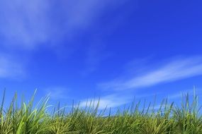 green grass at blue sky