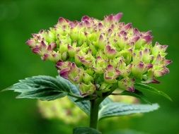 blooming hydrangea