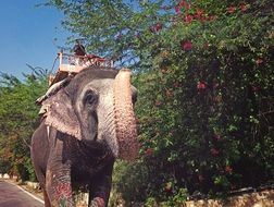 elephant riding in India