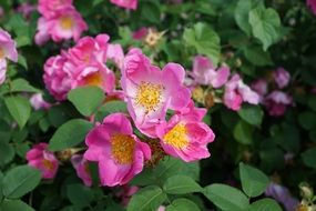 Bush of a wild rose