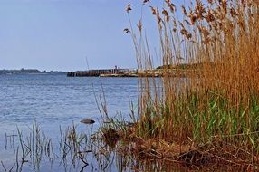 Green and orange reed on a beautiful blue lake in Greifswald, Germany