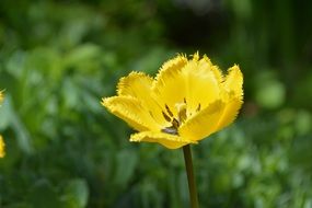 photo bright yellow bud