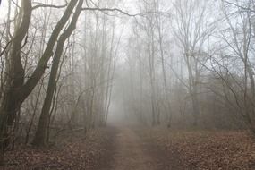 landscape of fog on the footpath in the autumn forest