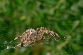 spider weaves a web in the forest