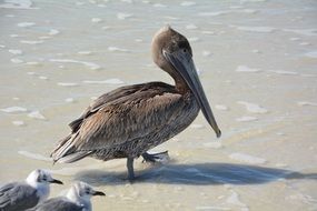 pelikan with small birds walking along sand seashore