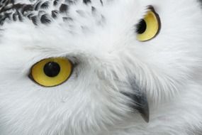 portrait of the white owl