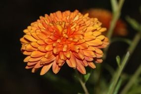 orange aster blossom