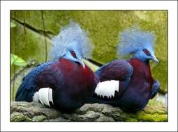 doves with blue heads