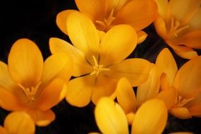 Yellow crocuses on a black background