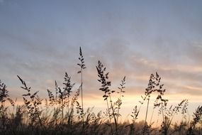 Sunrise behind the grass