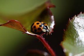 Yellow ladybug close-up