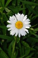 Beautiful yellow and white flower in the garden