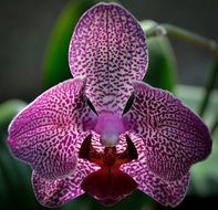 orchid flower purple speckled