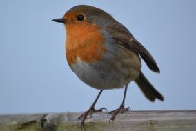 Robin bird in nature