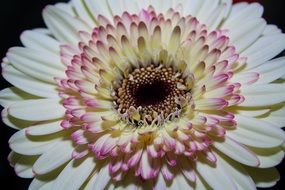 white pink gerbera blossom