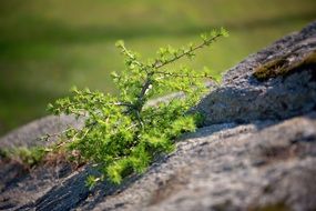 green little pine tree on rock stone