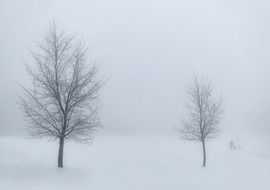 beautiful and delightful winter trees