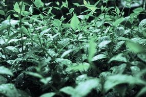 drops leaf rain
