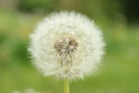 dandelion is a dead flower