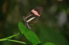 Sailboat Rumyantseva - day butterfly from the genus Papilio