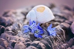 white shell and blue flowers on a stone