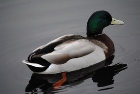 duck with colorful plumage on the water