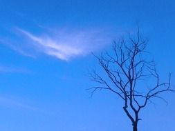 cloud near bare tree at blue sky