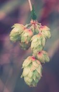 hops wild plant nature