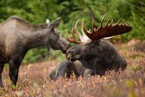 bull with elk in the wild